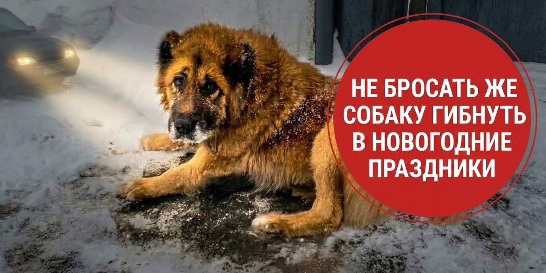 Сбитый пес знал, куда ползти за помощью!