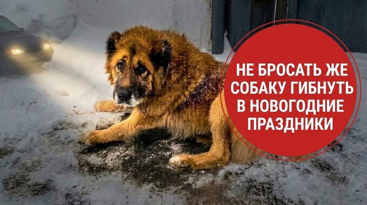 Случится ли это ЧУДО, зависит только от нас с вами! Собака сбита машиной...