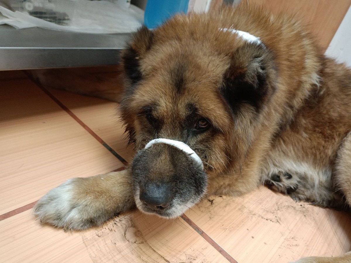 Пока шансы есть, нужно срочно сдать кровь, рентен и анализы