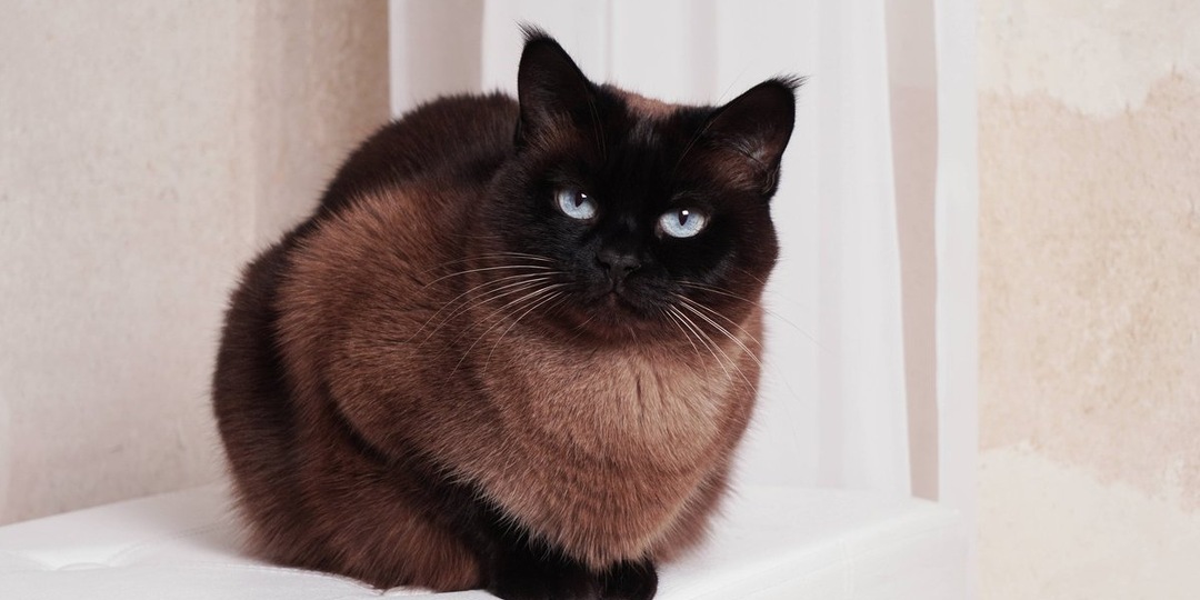 Питомец Костромы ищет любящий дом: молодой тайский кот в поисках новогоднего чуда