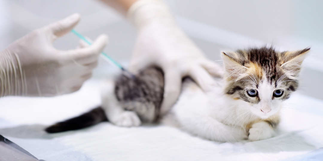 Вакцинация котят: пошаговый план для заботливых хозяев