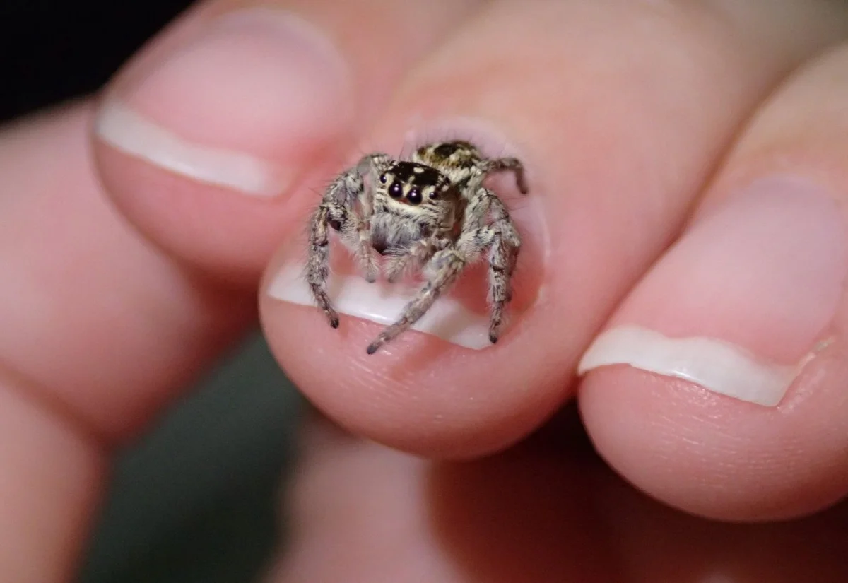 Тот случай, когда «гость» в вашей квартире может оказаться настоящим шедевром природы.