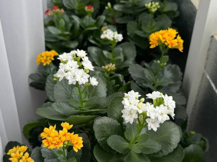 Каланхоэ постепенно зацветает