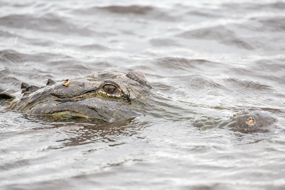    Marc Rasmus/imagebroker/Global Look Press