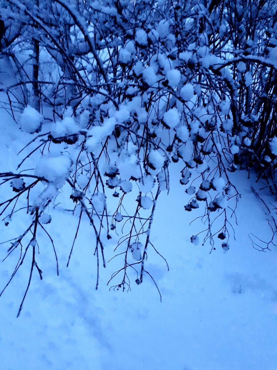 Фото автора 26.12.2025г.