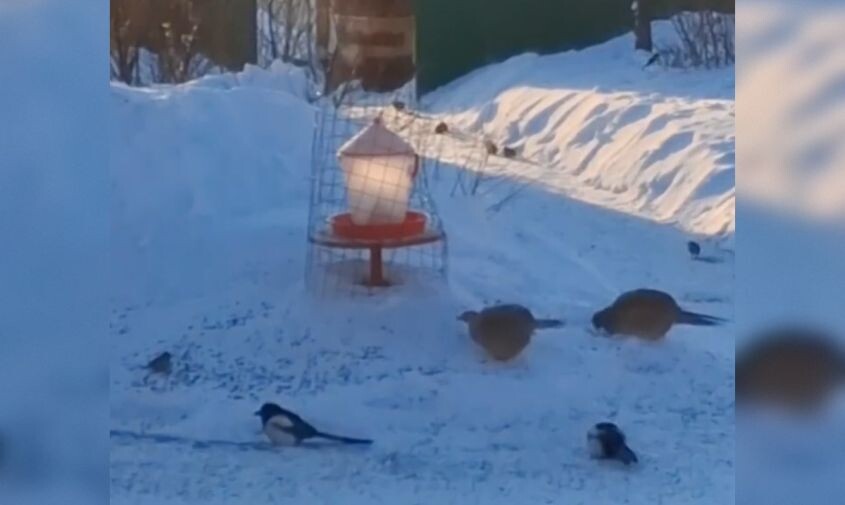 Во дворе амурского орнитолога воробьи, притесняемые сороками, позвали «друзей-качков»