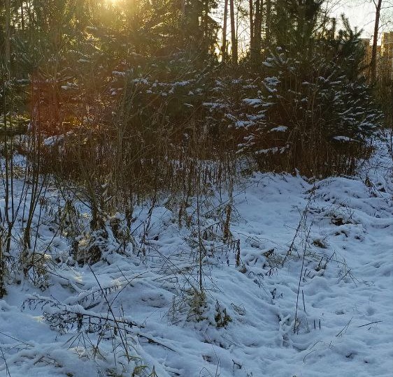 Зимняя пауза - наблюдения и тишина