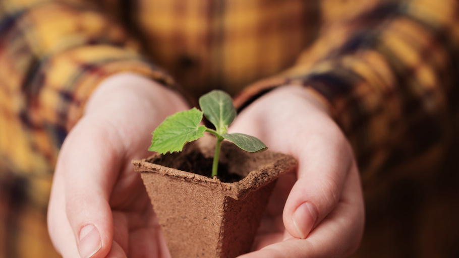 Первые ростки показались через 10 дней. 
