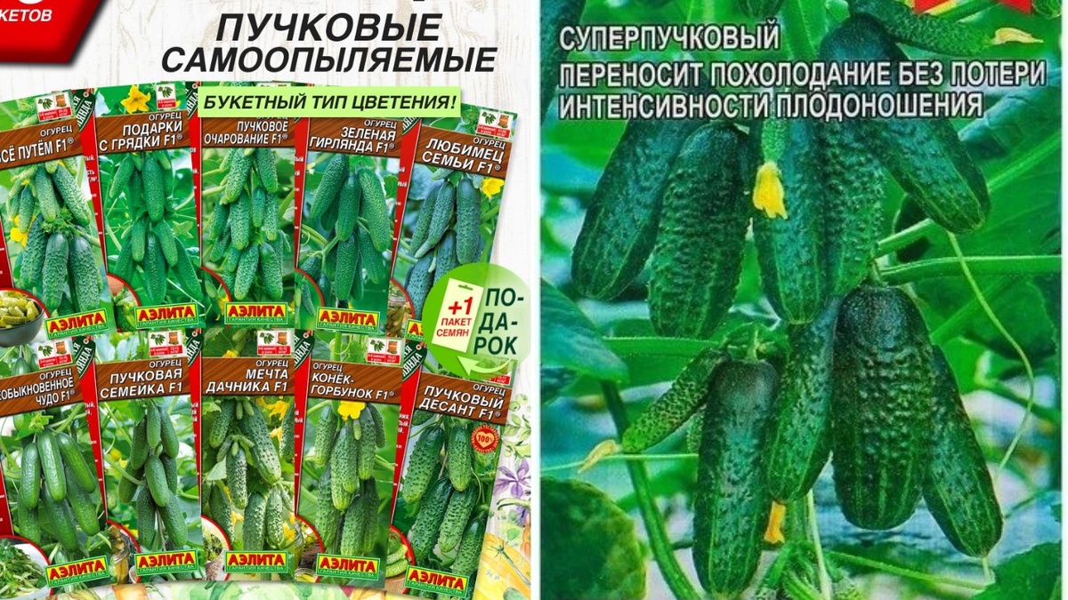 Тестирование 5 сортов: потратил 1650 рублей на эксперимент