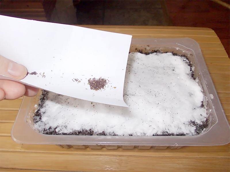 Посев петунии на снег