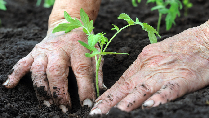 Разница очевидна - природа создает идеальную структуру почвы