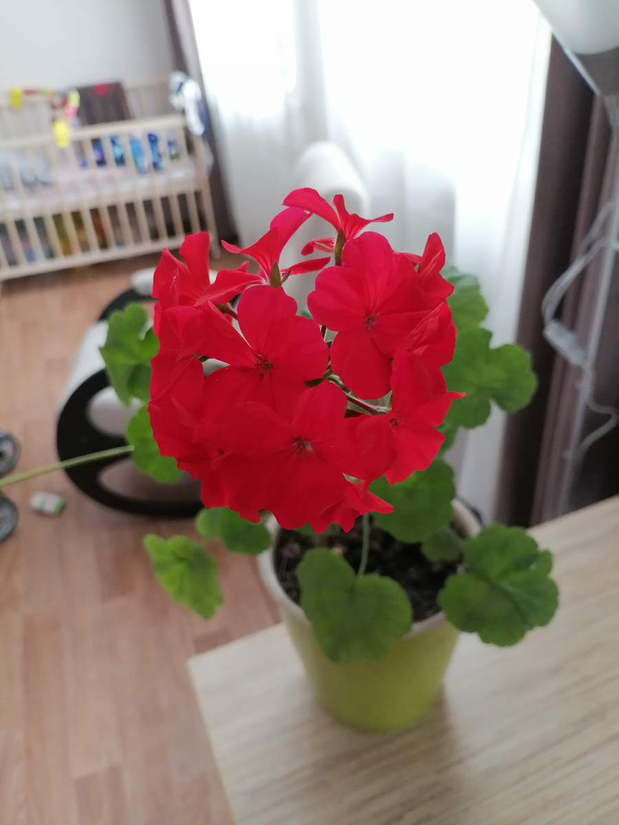 Одна из моих пеларгоний