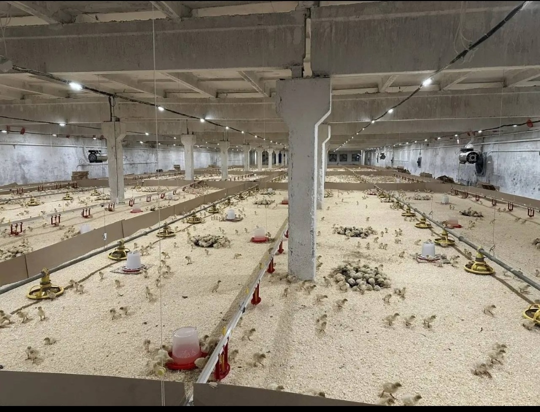 Фото: Телеграм-канал «Чайковский экономический брифинг»