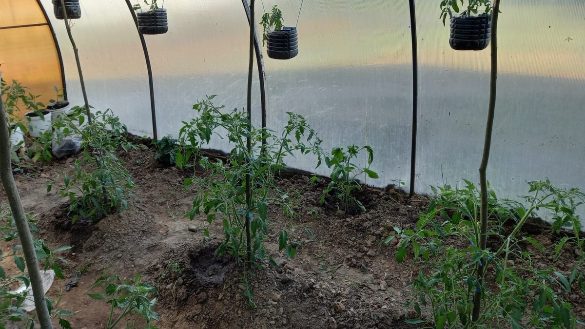 Так выглядели мои томатные посадки в первые годы - сплошная чаща