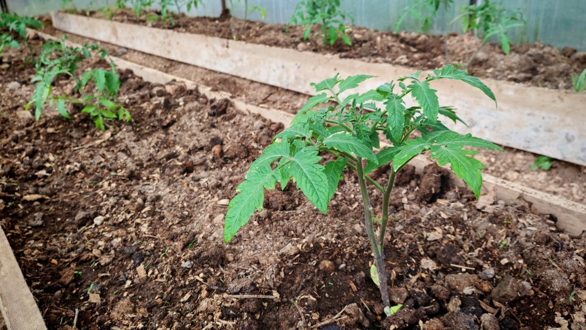 Размечаю каждое место заранее - так проще сажать