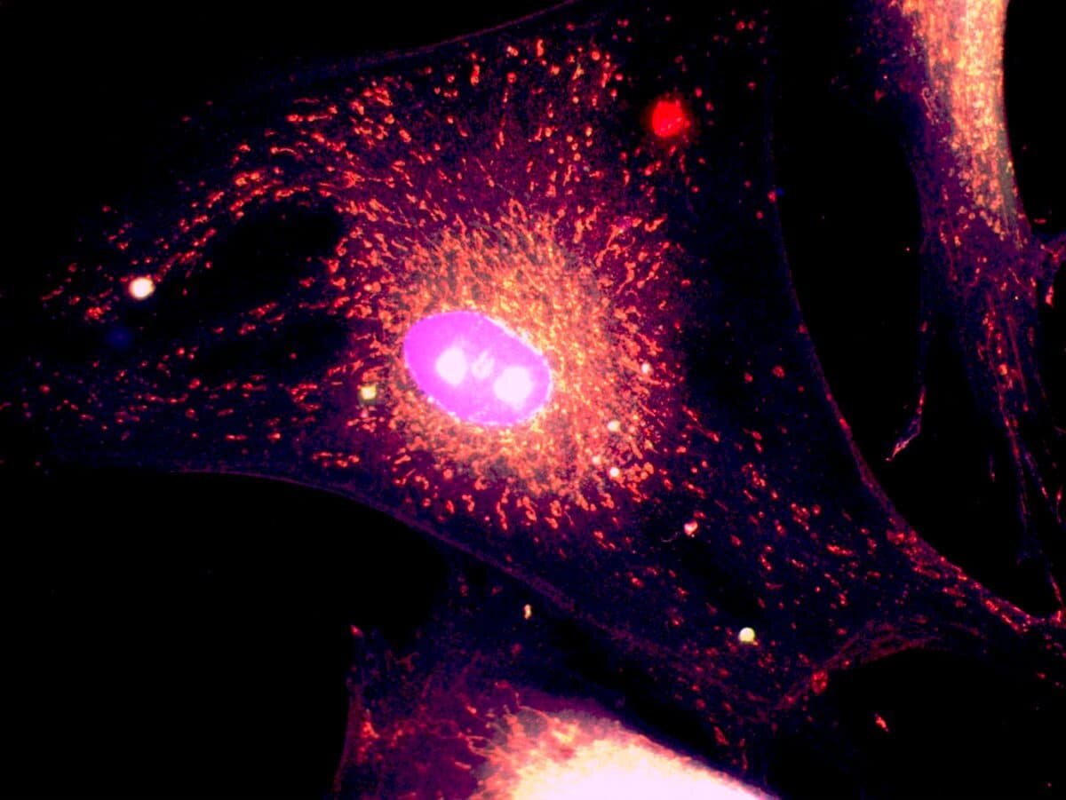    Сети митохондрий в фибробласте кожи / © Michael Cangkrama, ETH Zurich