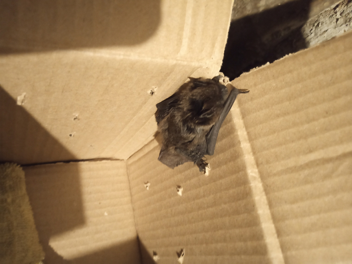 Фото моё. Мышка потихоньку передвигалась в коробке ,потом выбралась из неё и куда- то уползла 🙏