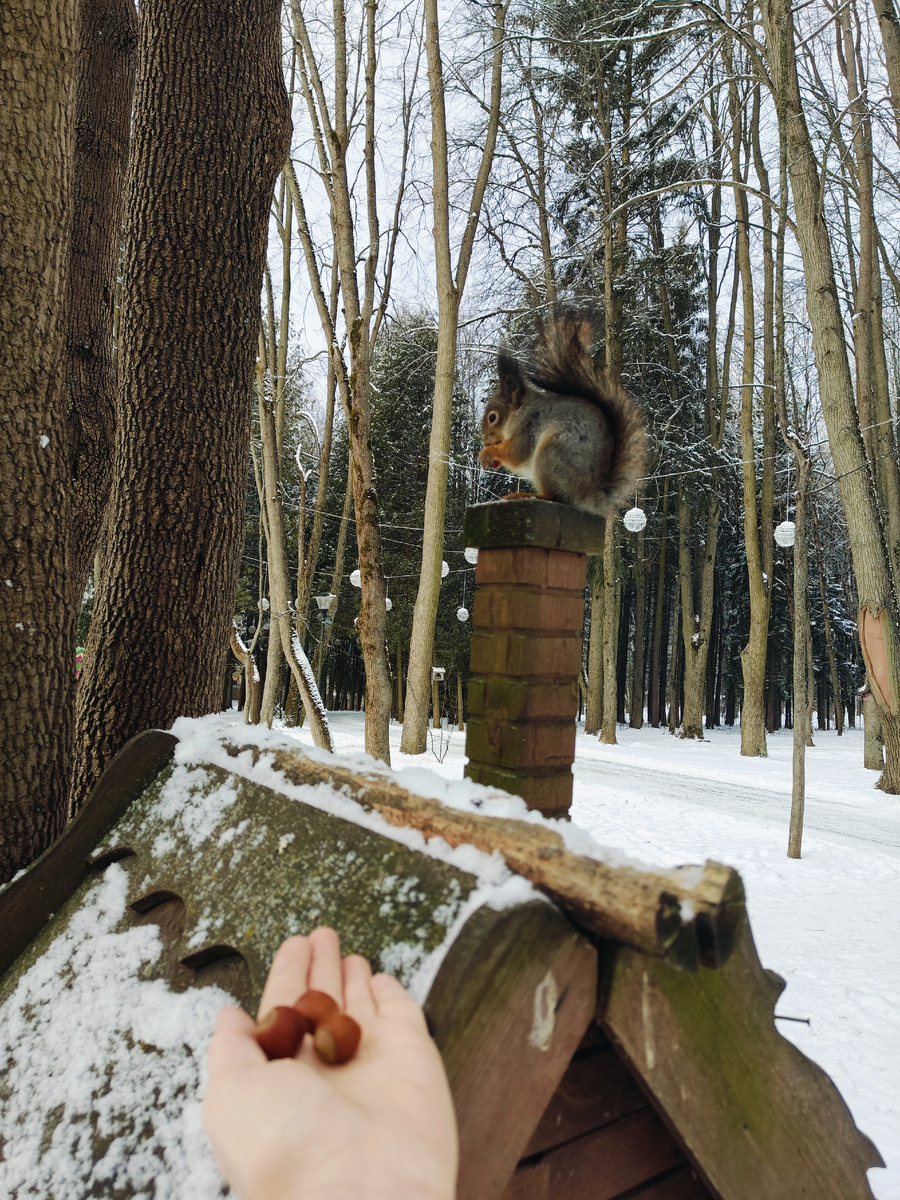 Белочка пришла 😀 парк-отель Воздвиженское  (фото автора) 