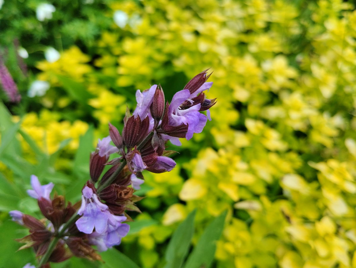 Шалфей лекарственный