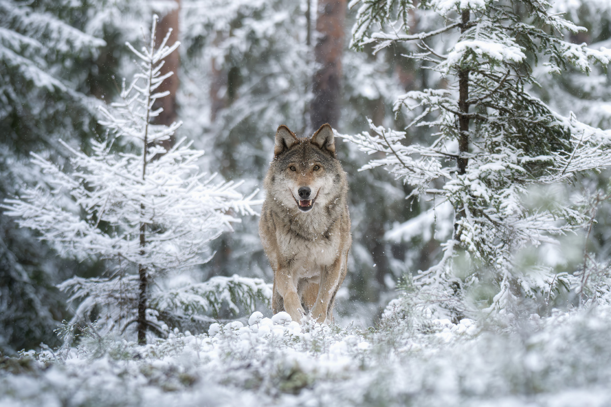 Где ветер шепчет моё имя... с воспоминаниями о поезде в Беларусь.