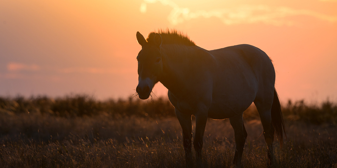 Фотографии дикой природы 2025 - лучшее. С Наступающим новым годом!