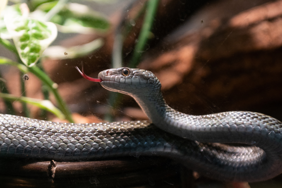 Во второй раз укус змею стал фатальным. Фото: Алексей БУЛАТОВ 