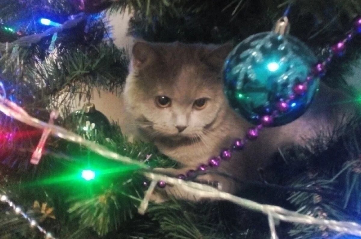    Как сохранить новогоднюю елку свежей.