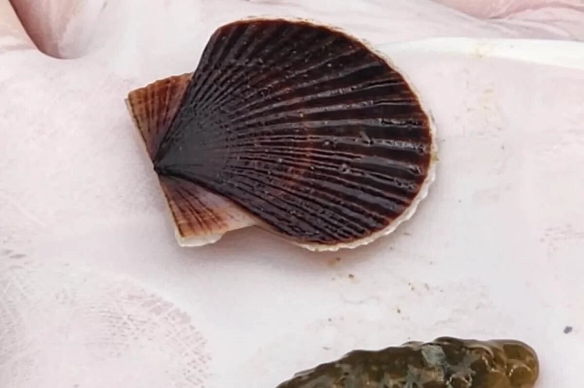    На Сахалине в море выпустили 54,6 млн морских гребешков и 1,4 млн трепангов