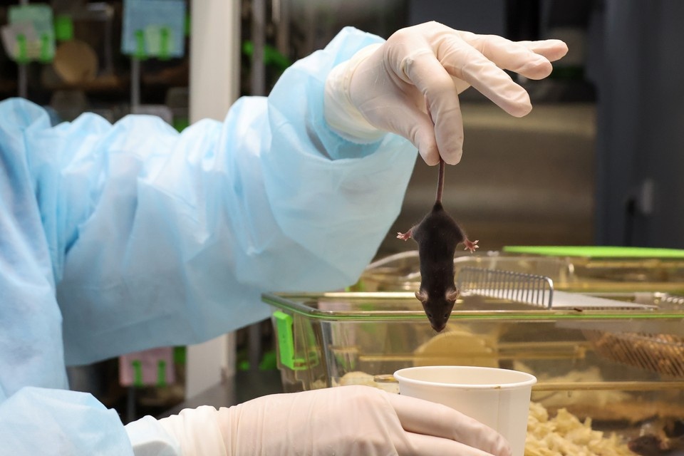    В России выросла заболеваемость мышиной лихорадкой GLOBAL LOOK PRESS