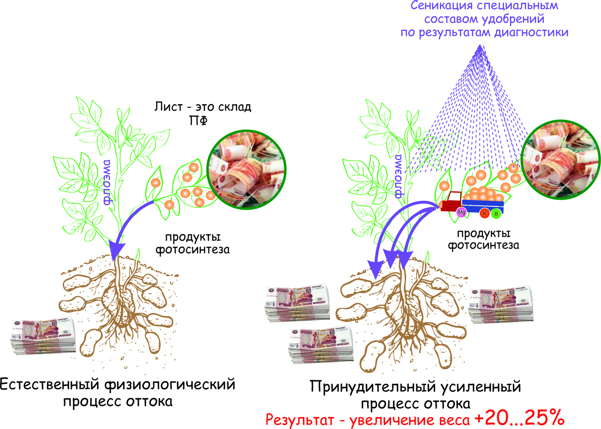 Агроприем - сеникация, проводится для усиления оттока пластических веществ из листьев в клубни для увеличения их веса