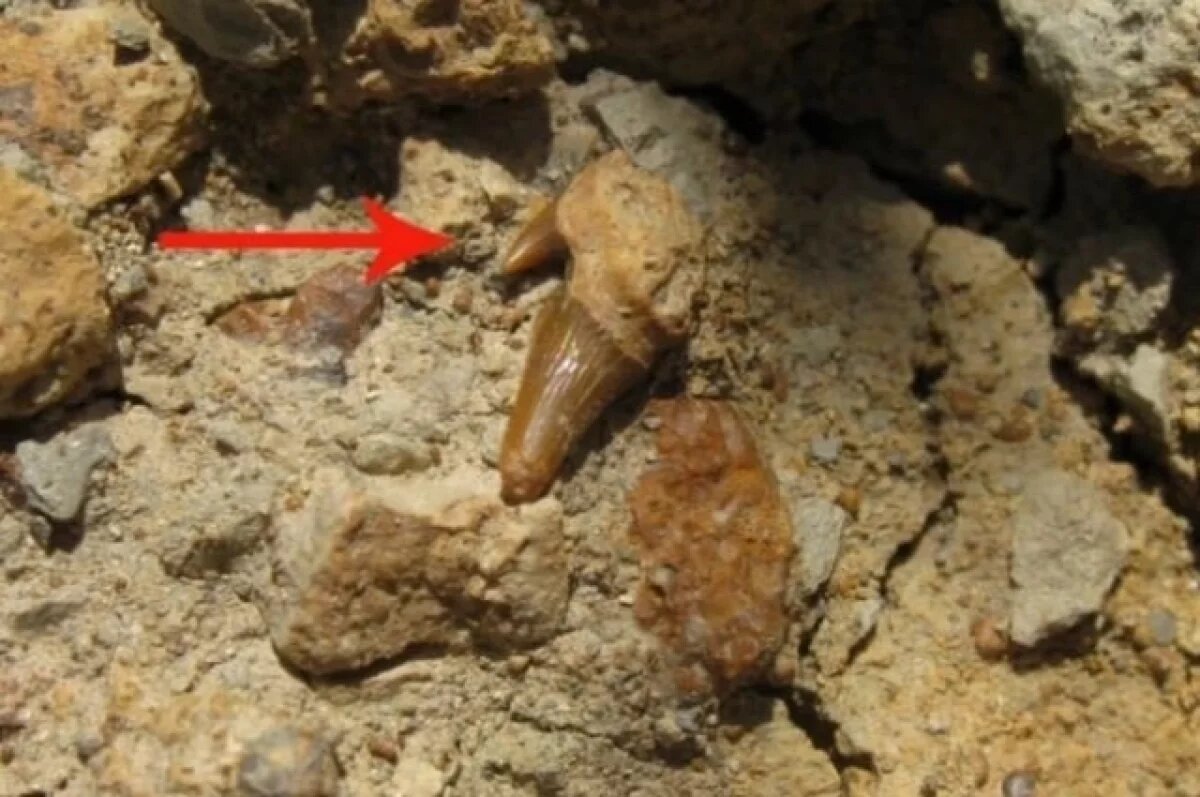    В Симферополе нашли зуб акулы возрастом 125 млн лет