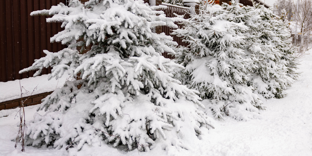 Снегопад в огороде: новогоднее настроение и польза для грядок!