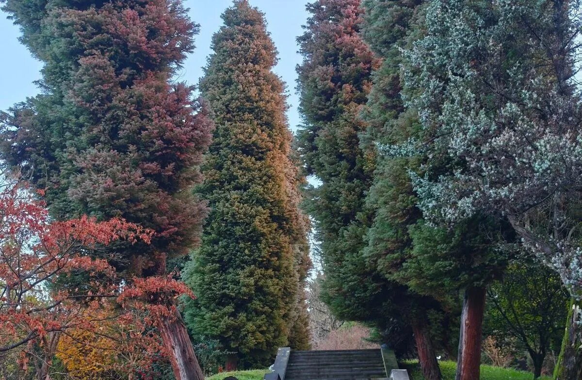    Фото пресс-службы Сочинского национального парка