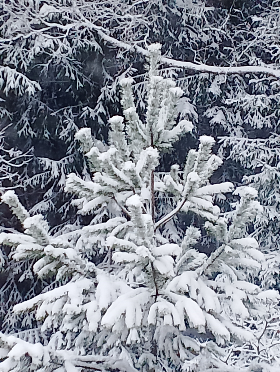 Моя любимая молодая сосенка