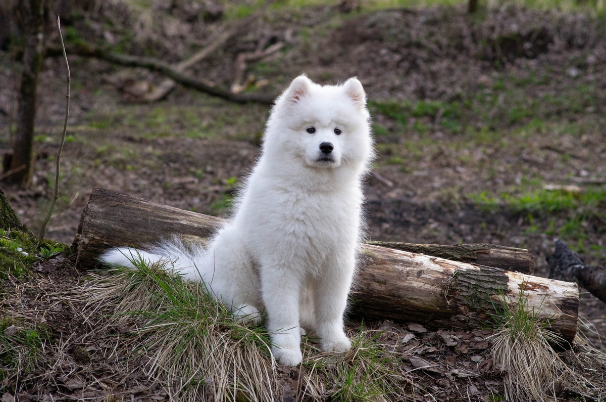    Определенность в характеристиках взрослой собаки — основное достоинство породистых животных
