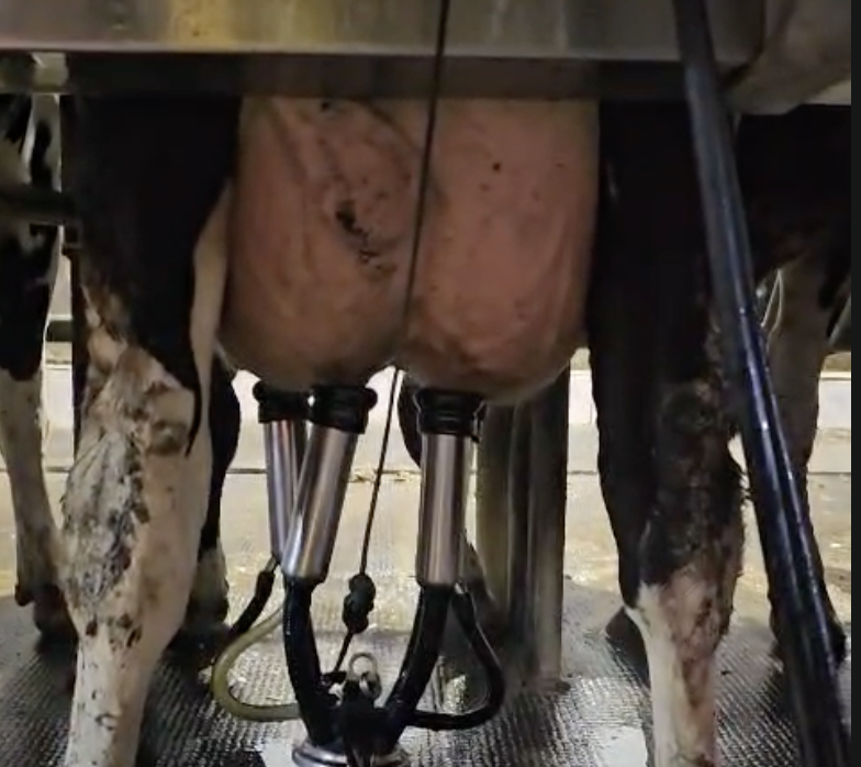Доение коровы - с чего нужно начинать