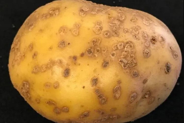    Фото: Phil Wharton