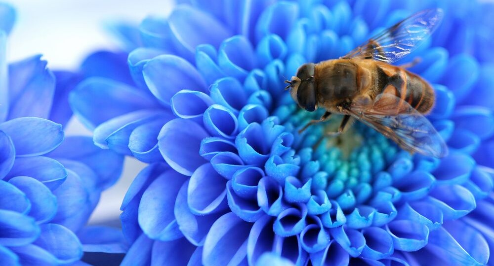 Пчёлы: удивительные труженики природы