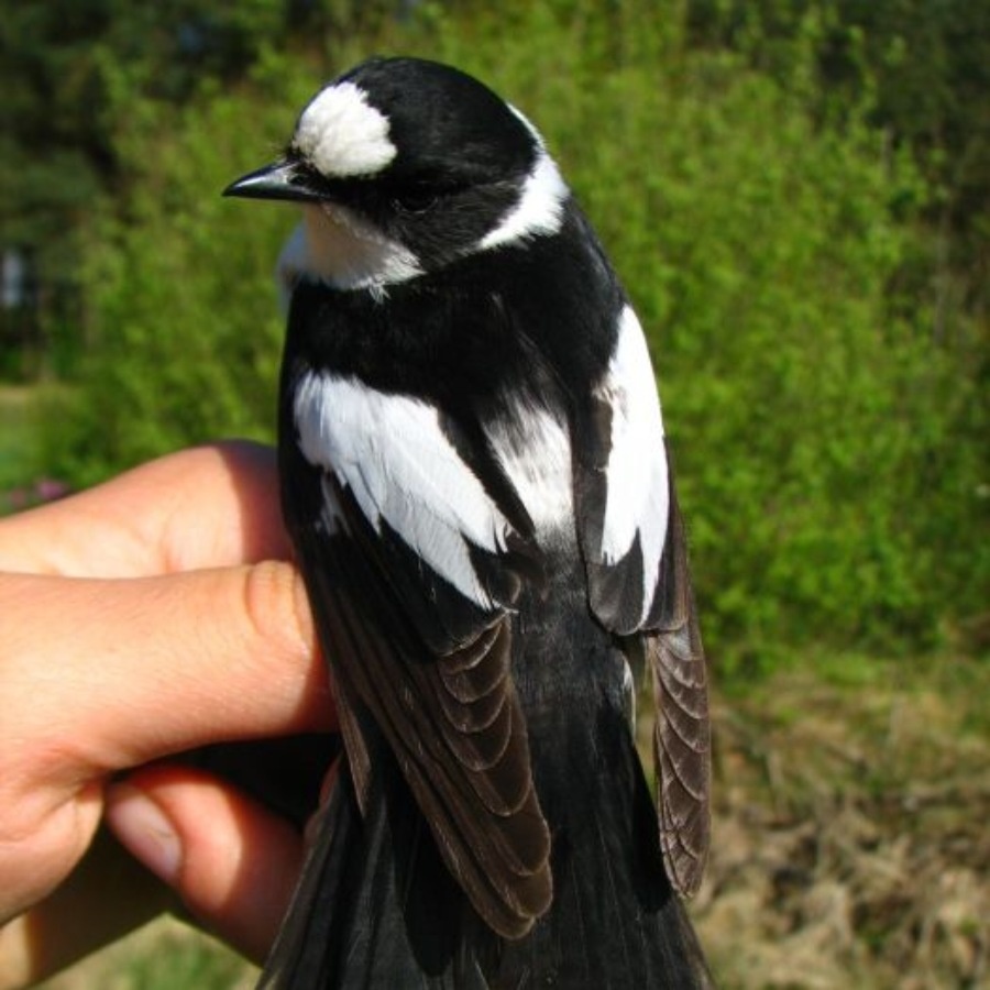    Фото: wikipedia.org