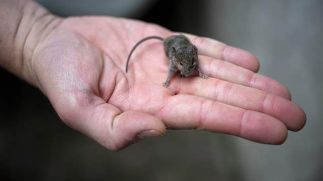 Фото: TASS/dpa/picture-alliance/Sina Schuldt