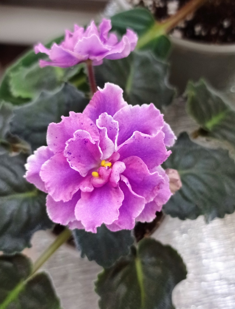 Фиалочка без имени.