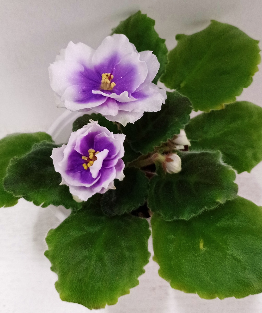  Сорт ПТ-Лариса.