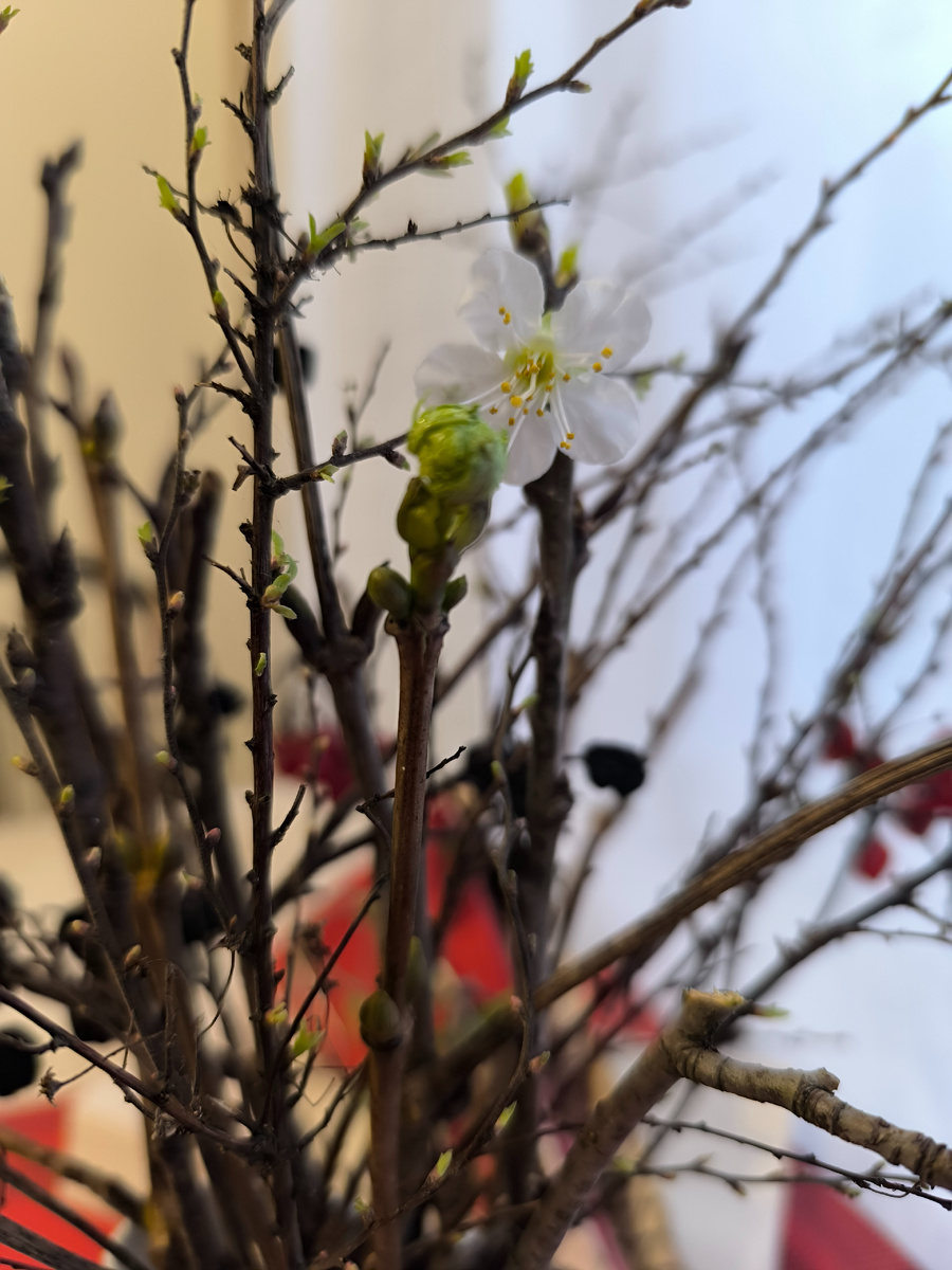 Весна не за горами: 65 дней до пробуждения природы

Друзья! Уже осталось всего 65 дней до того момента, когда зима сдаст свои позиции, а природа радостно встрепенется к весеннему пробуждению. Если вы, как и многие из нас, устали от зимней серости, бесконечного сумрака, то настало время начать отсчет к долгожданным теплому солнцу и зеленой траве.