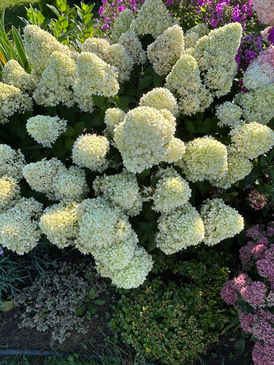 Мохито. Фото Мой второй сад