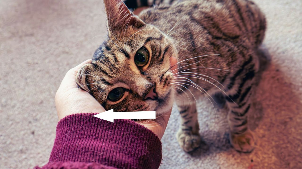    Можете ли вы понять язык кошек? Новая викторина раскрывает ваши навыки общения с нашими пушистыми друзьями