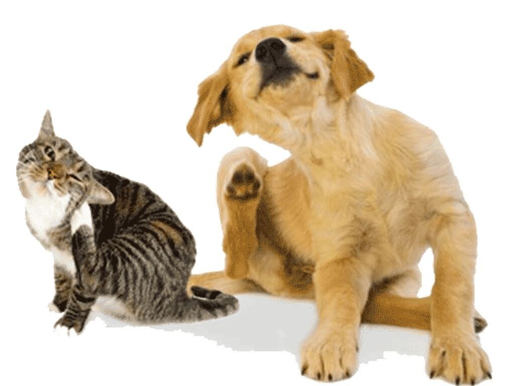 Картинки Яндекс