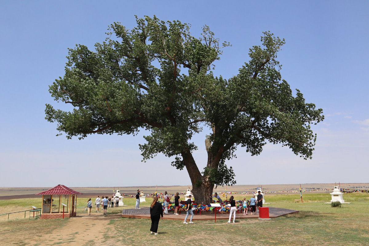 «Одинокий тополь» — природный памятник и священное для буддистов место в Калмыкии, расположенное примерно в 20–27 км от Элисты, рядом с поселком Хар-Булук.
