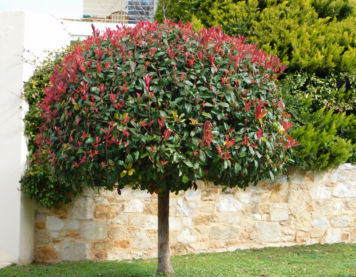    Фотиния — прекрасная вечнозеленая красавица