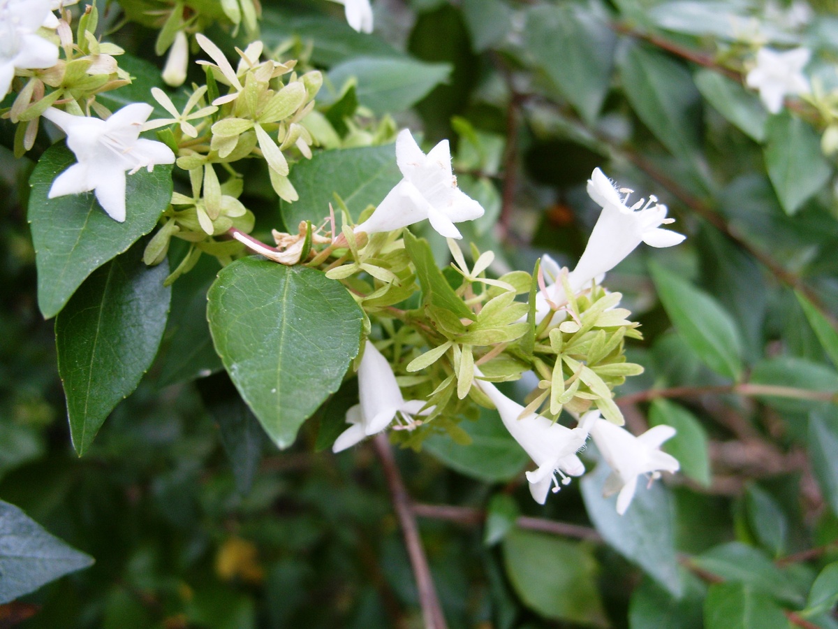    Абелия крупноцветковая. Фото автора