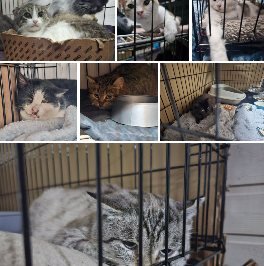 Они заживо замерзают под ледяным дождем среди могильных плит! СОС!